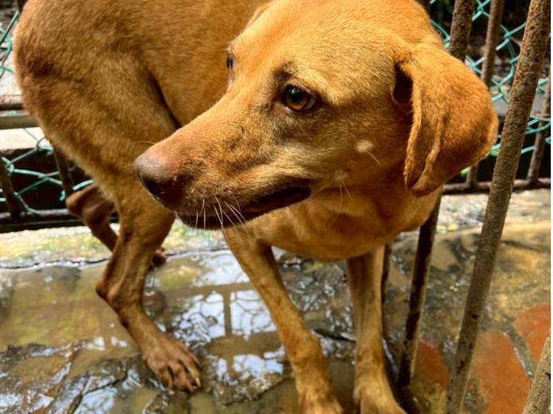 Tan adult female mixed-breed dog, Large, shelter no. …078D