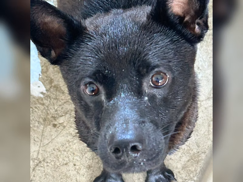 Black adult male mixed-breed dog, Large, shelter no. …1017