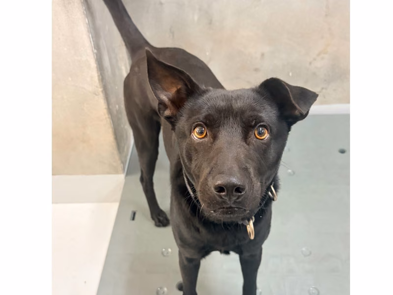 Black adult male mixed-breed dog, Medium, shelter no. …8002