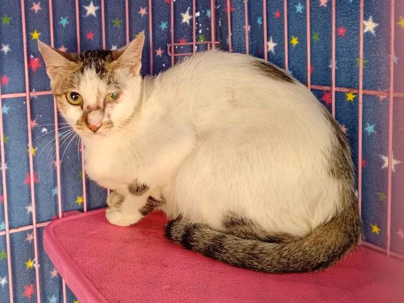 Tabby-and-white adult female mixed-breed cat, Medium, shelter no. …1303