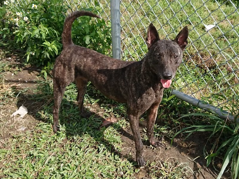 Tabby adult male mixed-breed dog, Medium, shelter no. …1708