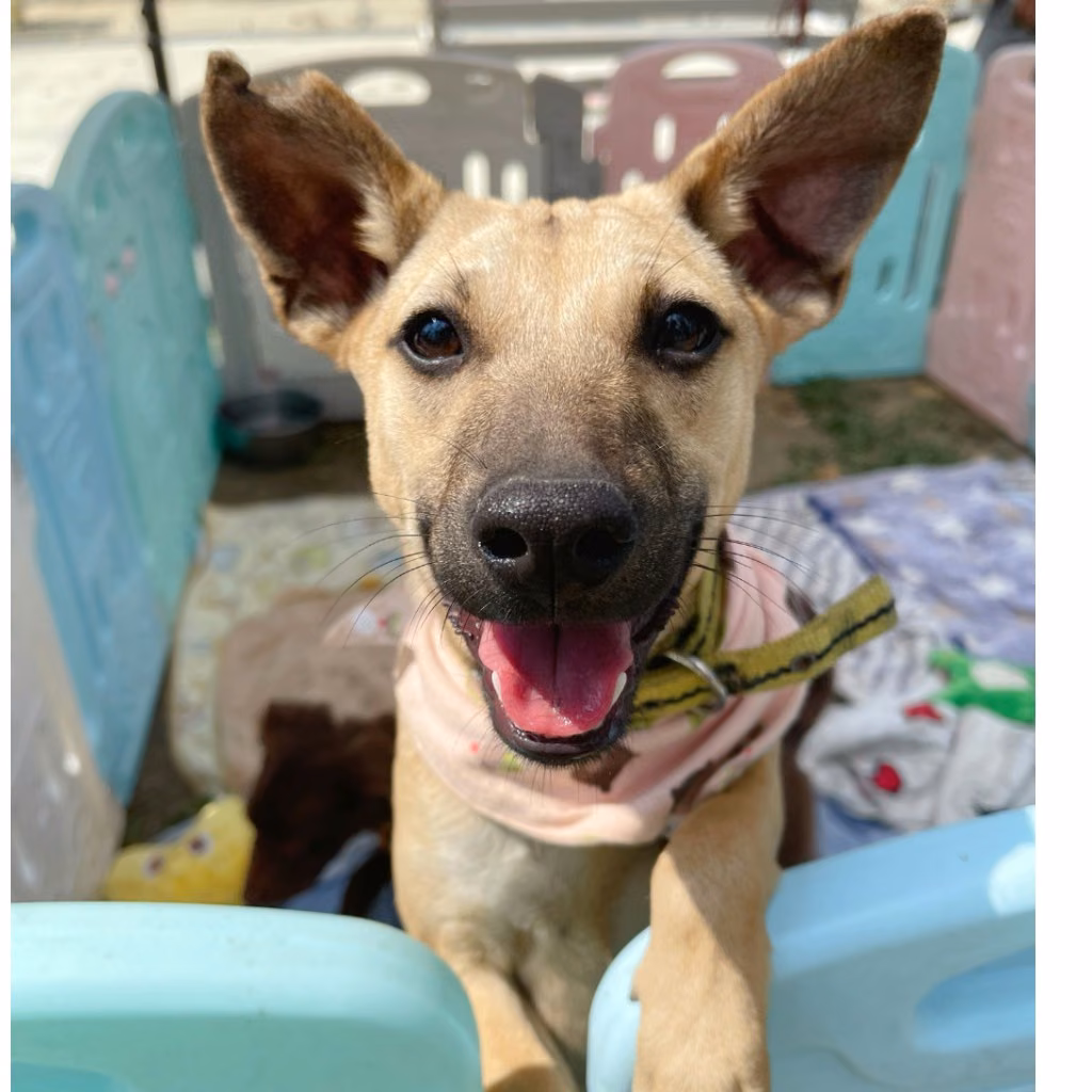 Young female mixed-breed dog, Medium, shelter no. …7-03