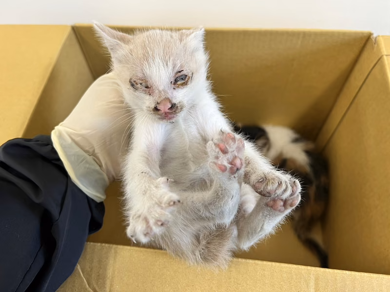 Young male mixed-breed cat, Small, shelter no. …4002
