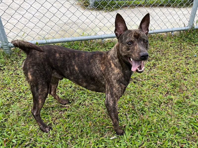 Tabby adult male mixed-breed dog, Medium, shelter no. …2103