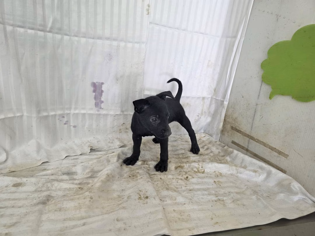 Black young female mixed-breed dog, Small, shelter no. …0219