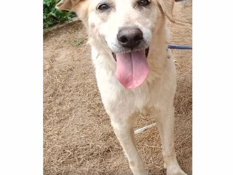 White adult female mixed-breed dog, Medium, shelter no. …8002