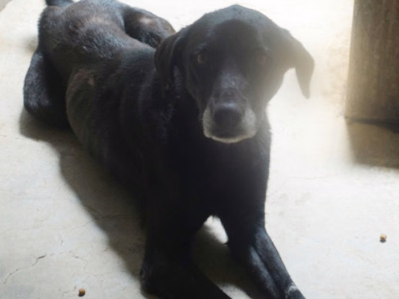 Black adult female mixed-breed dog, Large, shelter no. …1439