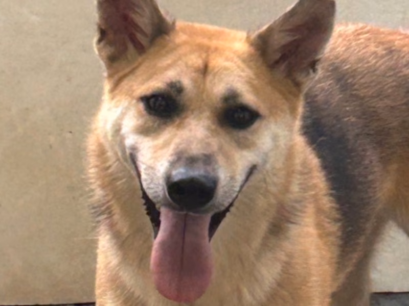 Tan adult male mixed-breed dog, Medium, shelter no. …2011
