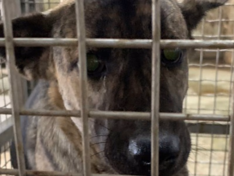 Tabby adult female mixed-breed dog, Medium, shelter no. …4-03
