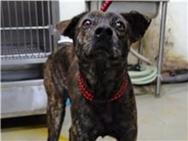 Tabby adult male mixed-breed dog, Medium, shelter no. …0701