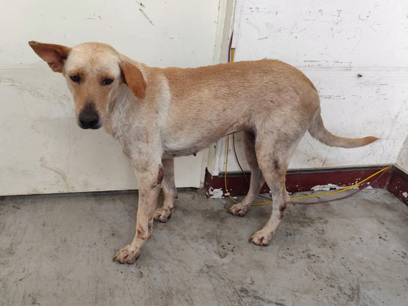 Tan adult female mixed-breed dog, Large, shelter no. …1007