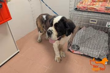 Adult male St. Bernard, shelter no. …4313
