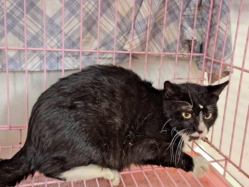 Black-and-white young male mixed-breed cat, Medium, shelter no. …0704