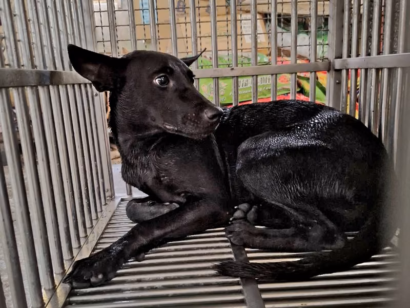 Black adult female mixed-breed dog, Medium, shelter no. …4-02