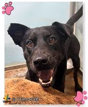 Black adult female mixed-breed dog, Medium, shelter no. …2805