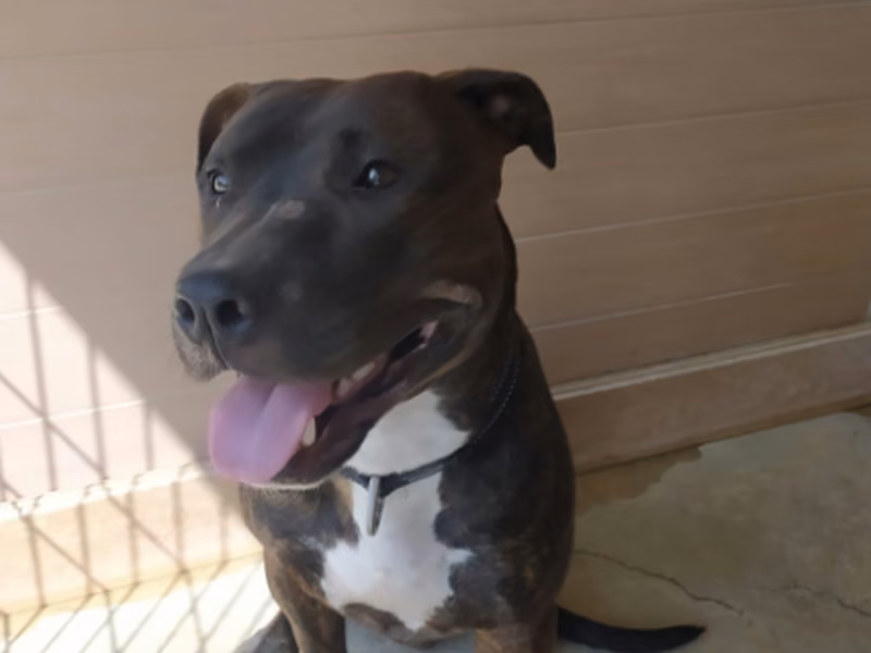 Magdaleno, Adult · Male · Medium · Mixed breed