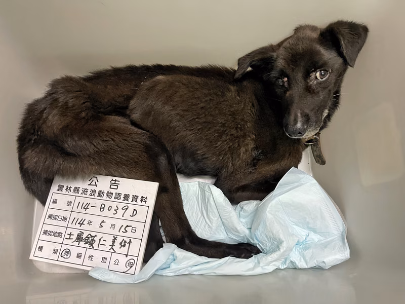 Black adult female mixed-breed dog, Large, shelter no. …039D