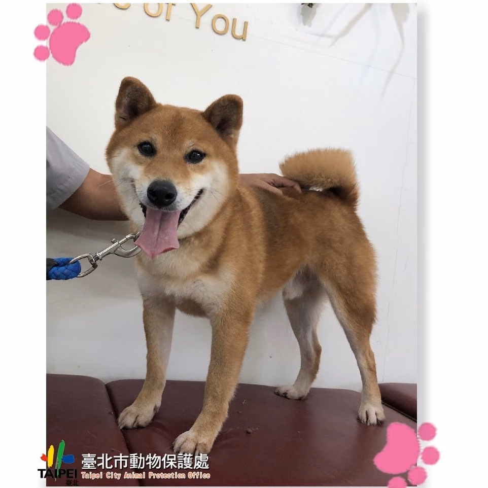 Tan-and-white adult male Shiba Inu, Medium, shelter no. …0804