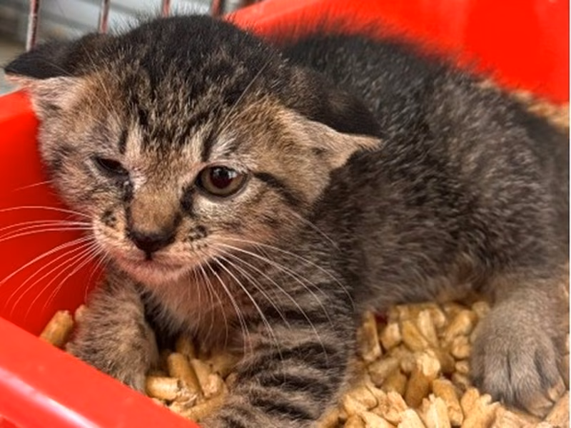 Pusang halo ang lahi (Bata, may guhit), Maliit, blg. ng shelter …4003