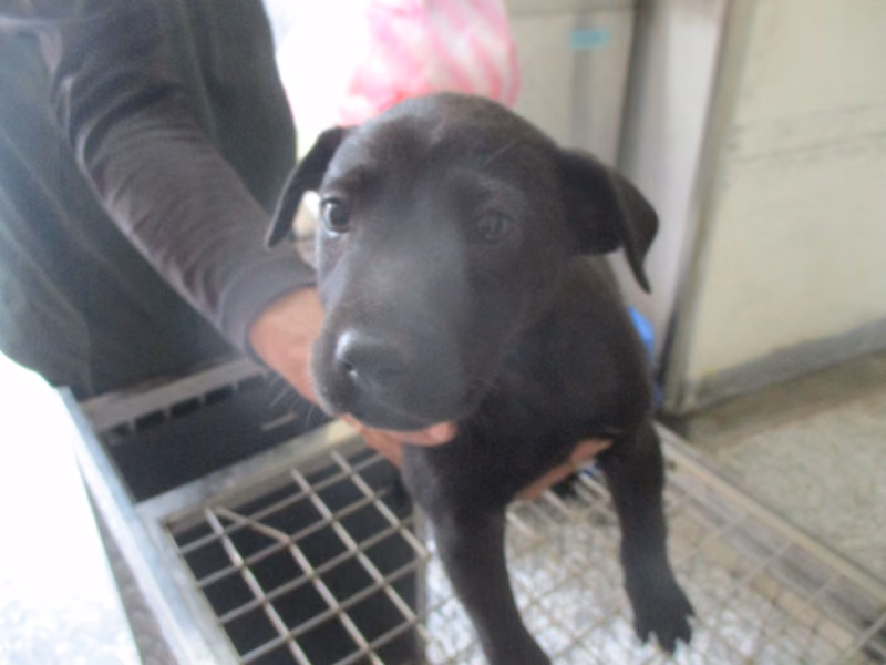 Black young female mixed-breed dog, Small, shelter no. …Q9-1