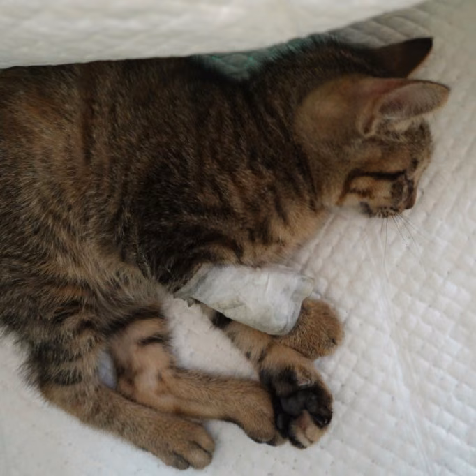 Tabby young female mixed-breed cat, Small, shelter no. …8-11