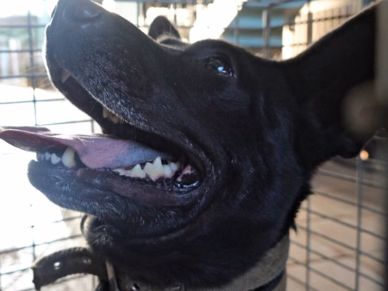 Black adult female mixed-breed dog, Medium, shelter no. …2-03