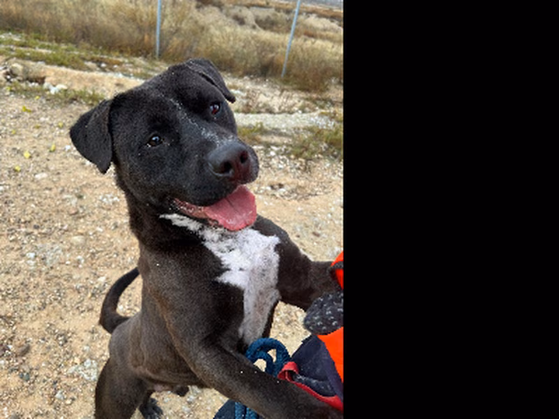 Aemond, Adult · Male · Mixed breed