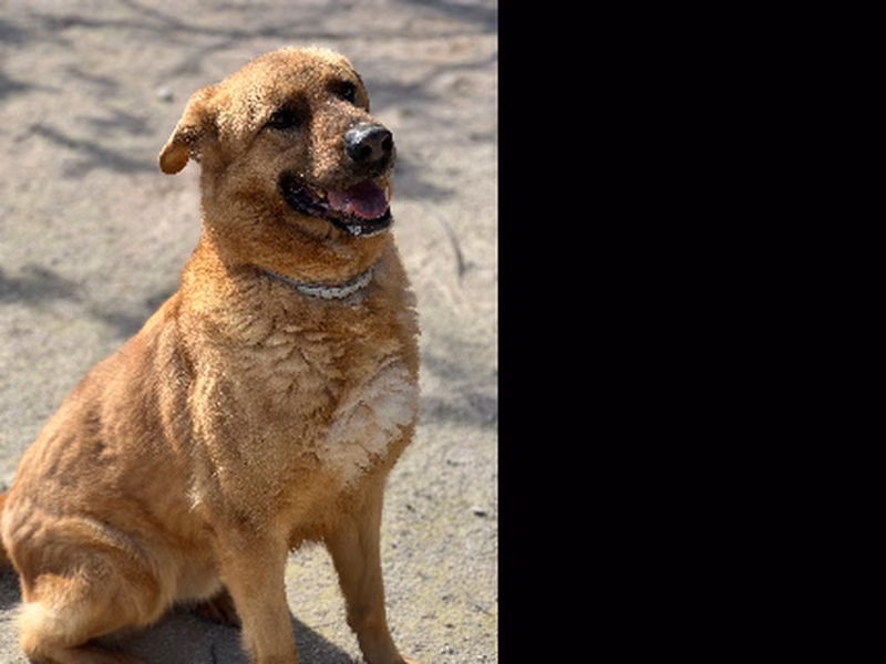Peluche, Adult · Male · Large · Mixed breed