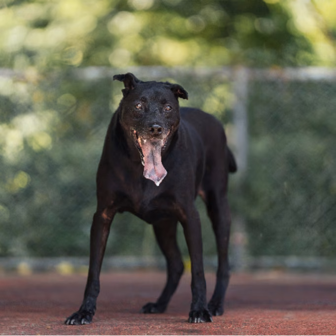 Black adult male mixed-breed dog, Medium, shelter no. …2202