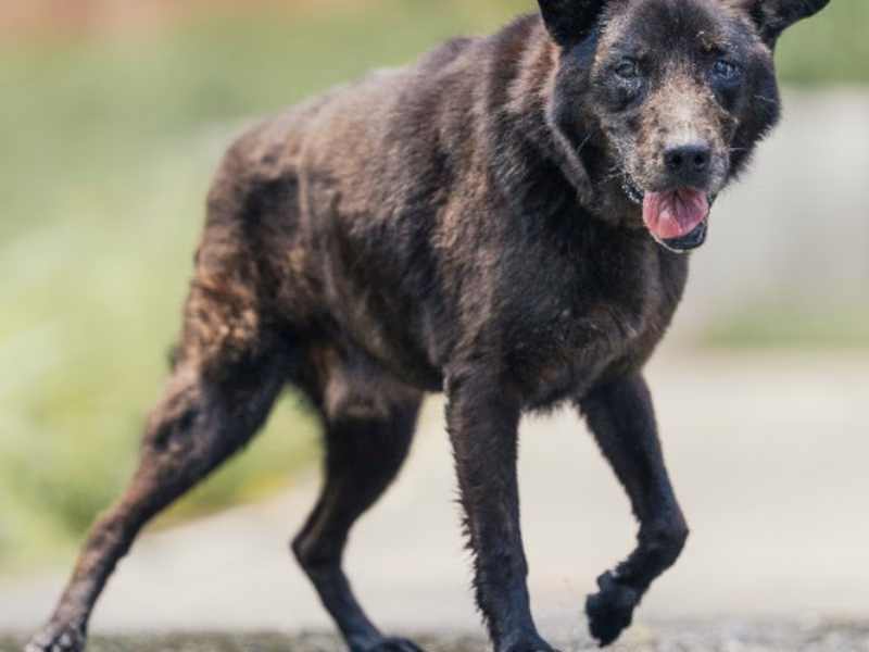 Black adult male mixed-breed dog, Medium, shelter no. …3005