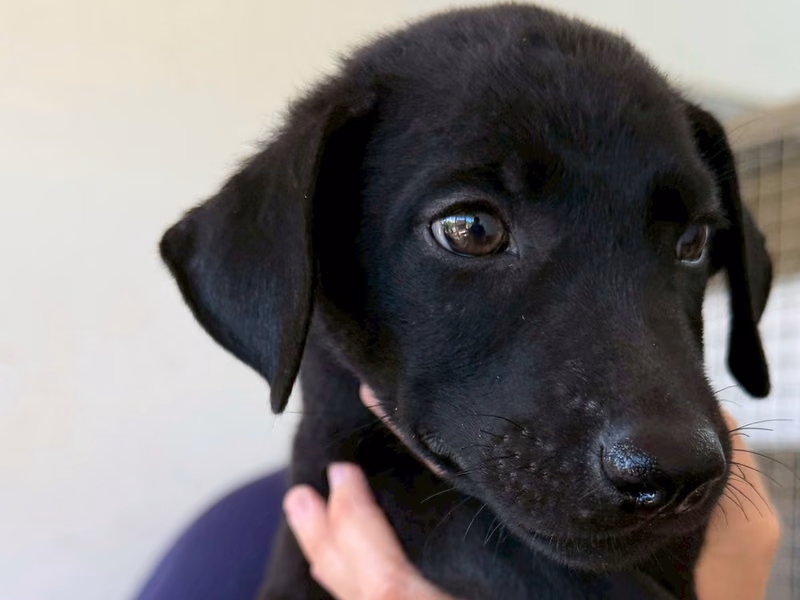 Black young male mixed-breed dog, Medium, shelter no. …6007