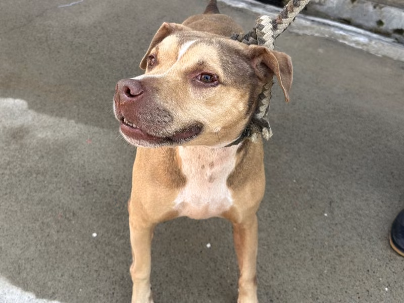 Tan adult male mixed-breed dog, Large, shelter no. …4002