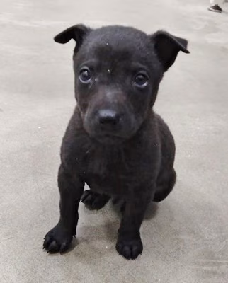 Black young male mixed-breed dog, Medium, shelter no. …6002