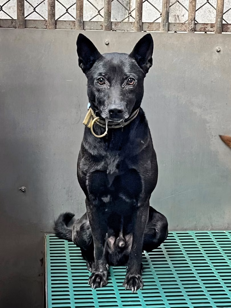 Black adult male mixed-breed dog, Medium, shelter no. …8003