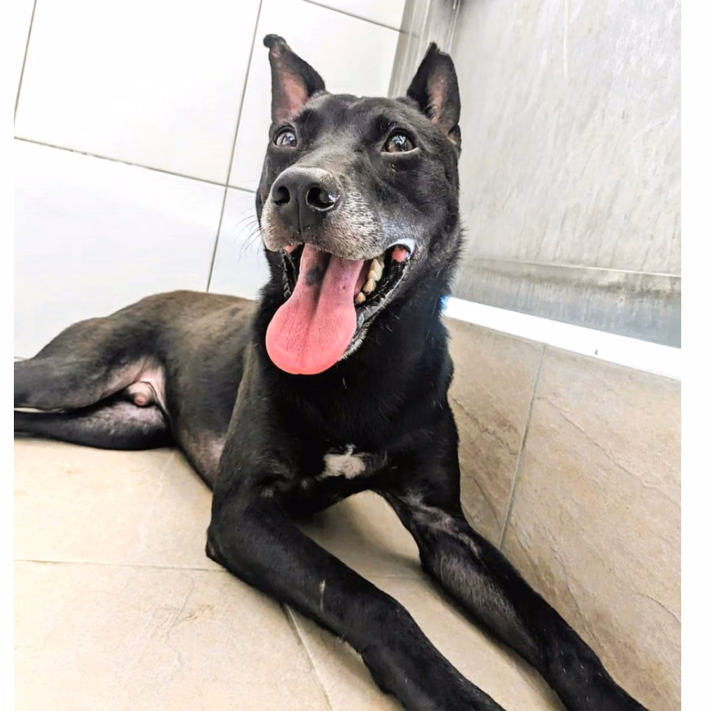 Black adult male mixed-breed dog, Medium, shelter no. …0002