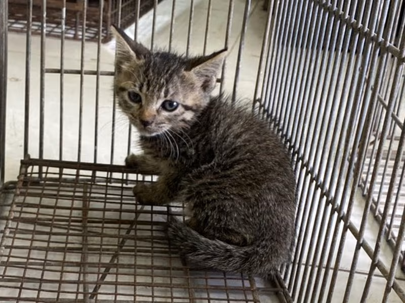 Young female mixed-breed cat, Small, shelter no. …9C04