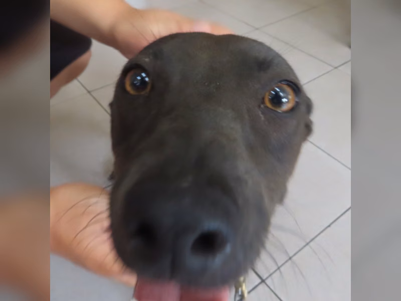 Black adult female mixed-breed dog, Medium, shelter no. …2-01