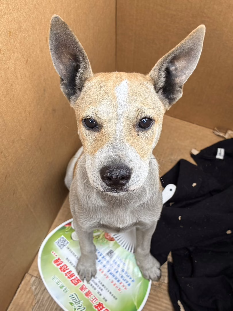 Tan-and-white young male mixed-breed dog, Small, shelter no. …0001