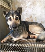 Black-and-gray adult male mixed-breed dog, Medium, shelter no. …8003