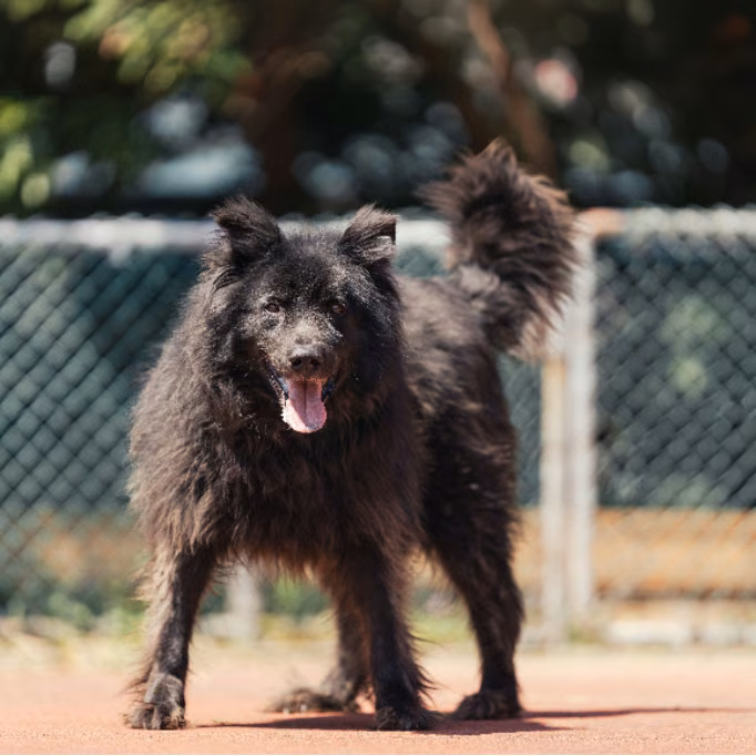 Black adult male mixed-breed dog, Medium, shelter no. …0407