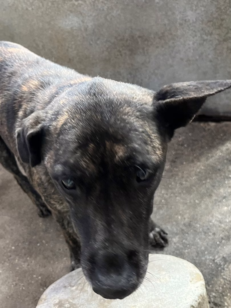 Black tabby adult female mixed-breed dog, Medium, shelter no. …2002