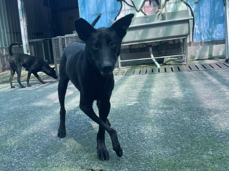 Black adult female mixed-breed dog, Medium, shelter no. …6002