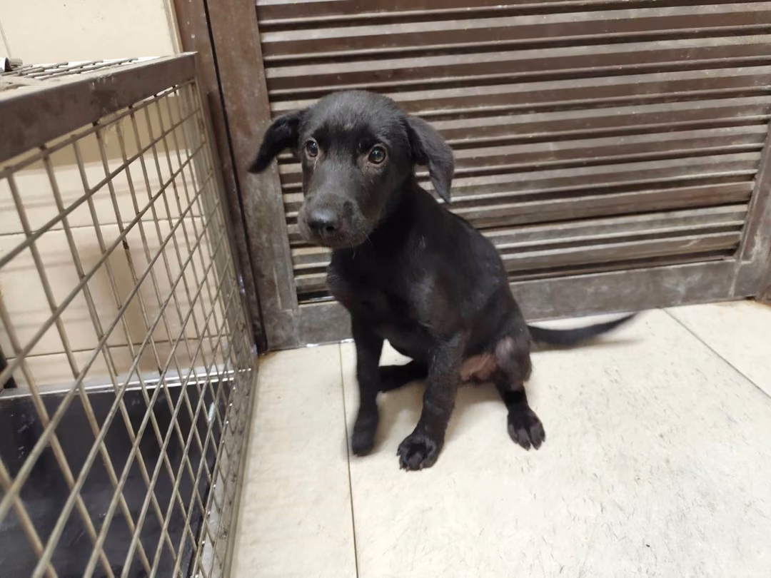 Black young female mixed-breed dog, Medium, shelter no. …1108