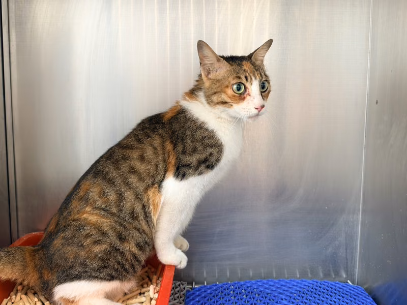Patched adult female mixed-breed cat, Medium, shelter no. …1001