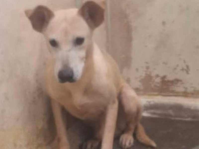 ミックス犬（オス・成犬・茶）、中型, 施設番号 …3006