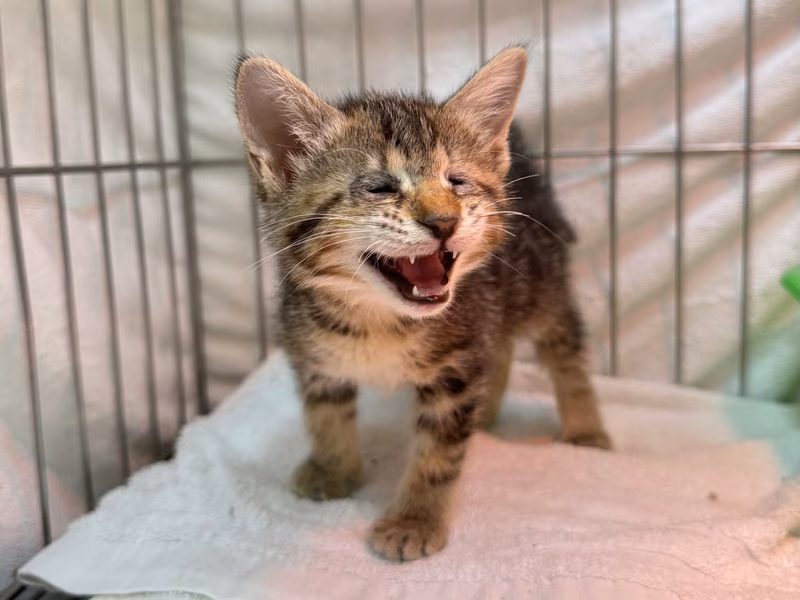 Tabby young female mixed-breed cat, Small, shelter no. …3003