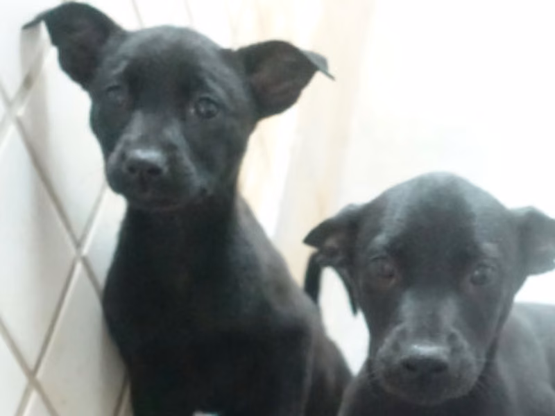 Black young mixed-breed dog, Small, shelter no. …0369