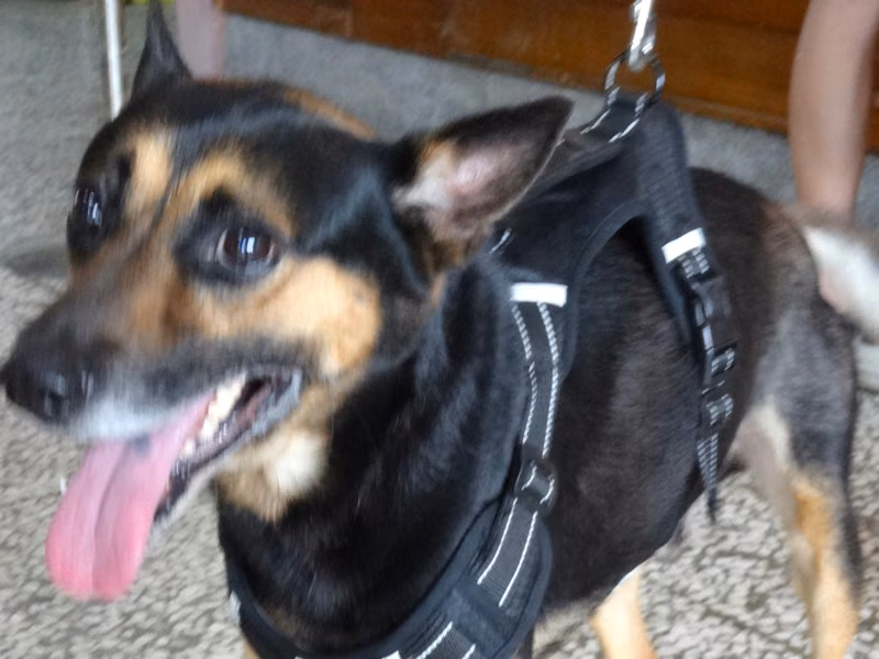 Black-and-tan adult male mixed-breed dog, Large, shelter no. …0904