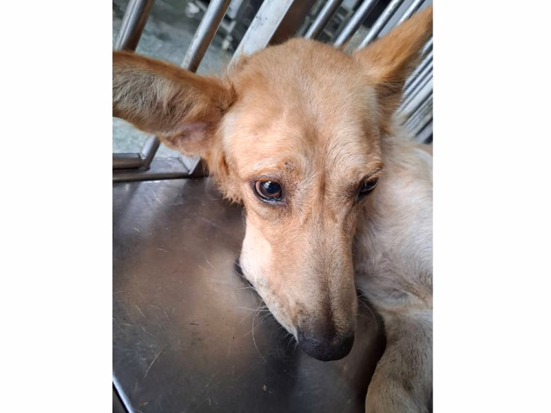Tan adult female mixed-breed dog, Medium, shelter no. …2-01