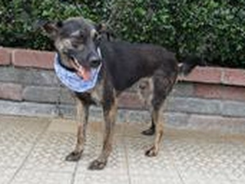 Black adult male mixed-breed dog, Medium, shelter no. …1504